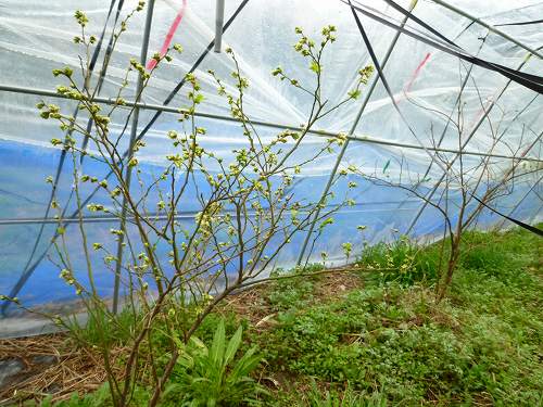 ブルーベリー ミスティ の開花 鹿児島県大隅半島 栽培記 生活情報